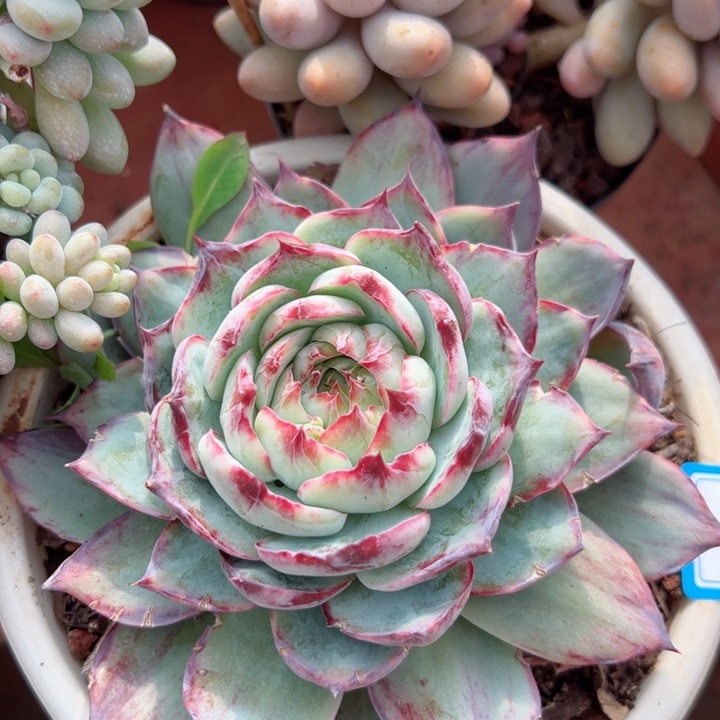 完全开放66惊鸿平平安安健健康康