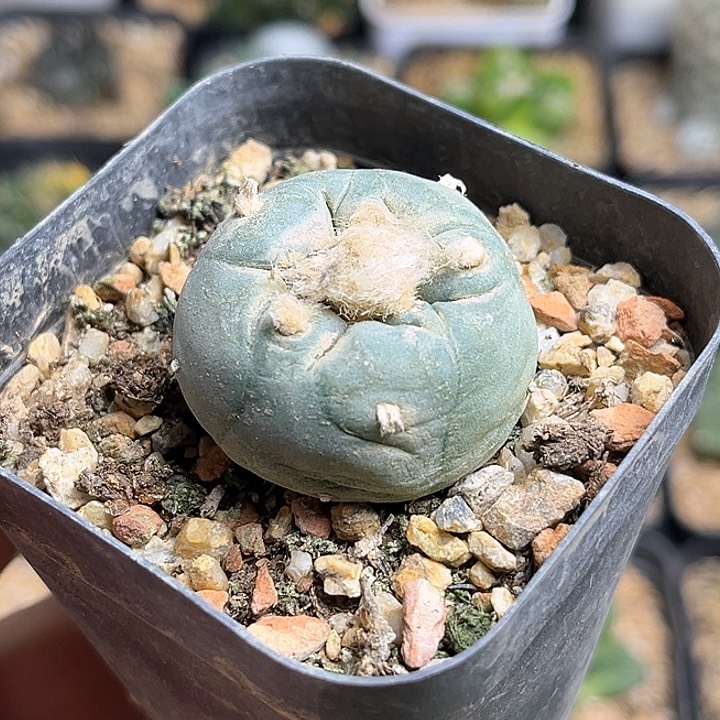 海鲜实生球一颗3.2公分