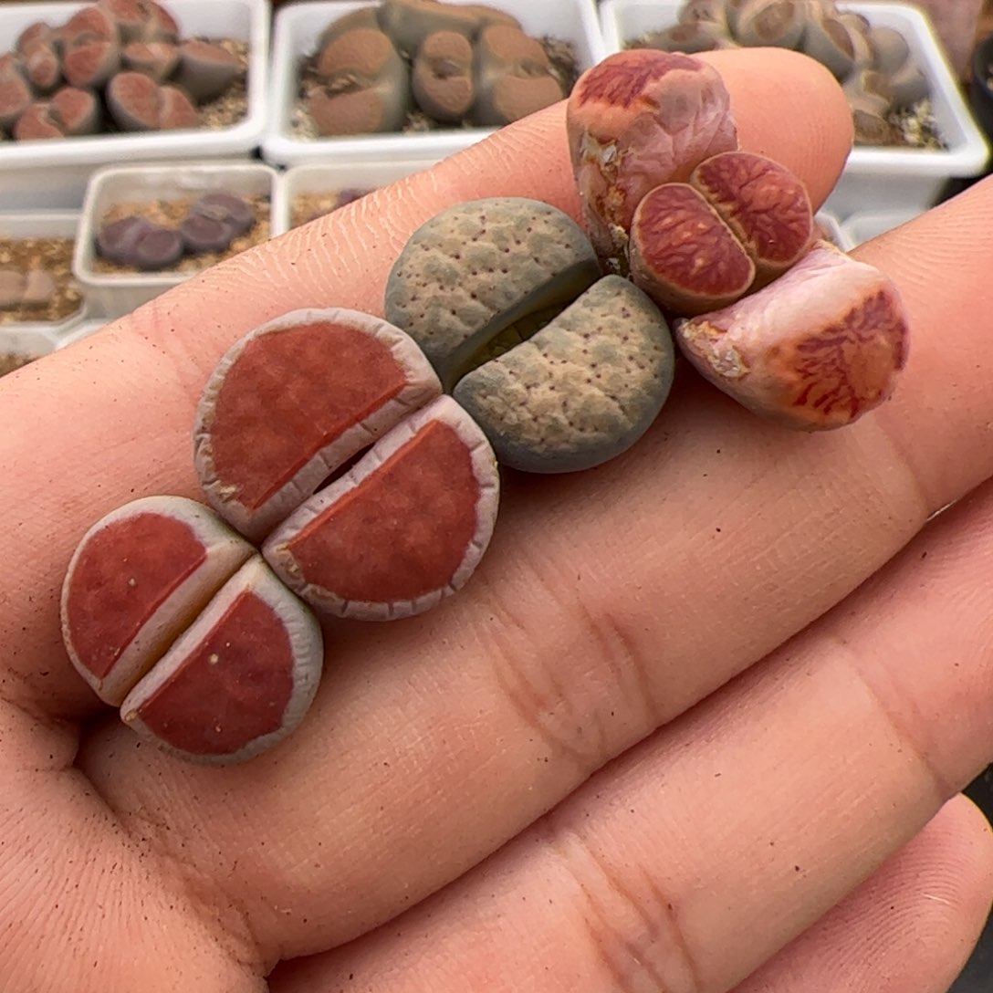 0308号4颗 多肉植物 有干疤