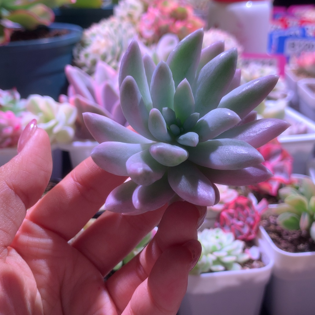 虞美人覆轮锦砍头