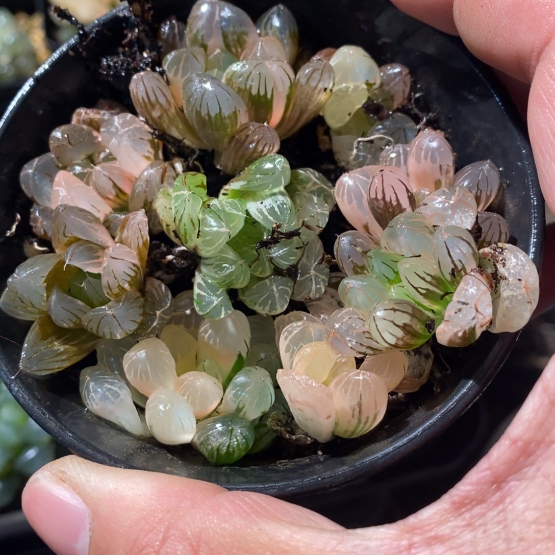 X***g845 一整盆9颗全部 超级福利