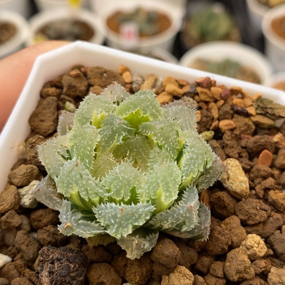 678玄冰多肉植物组合