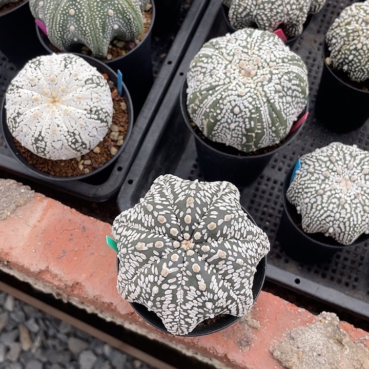 实生兜福利福利福利