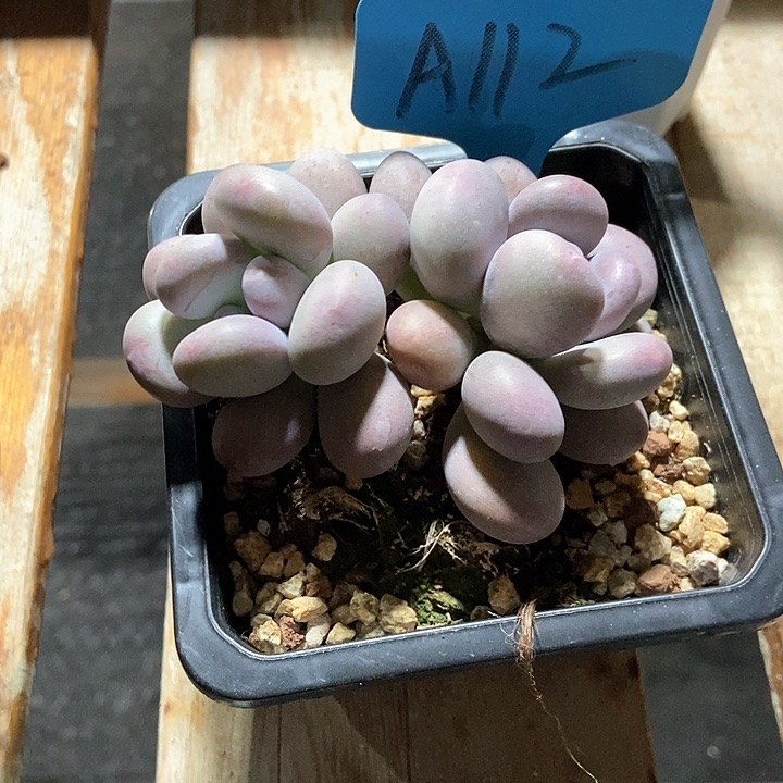 筠*多肉植物a 112多肉