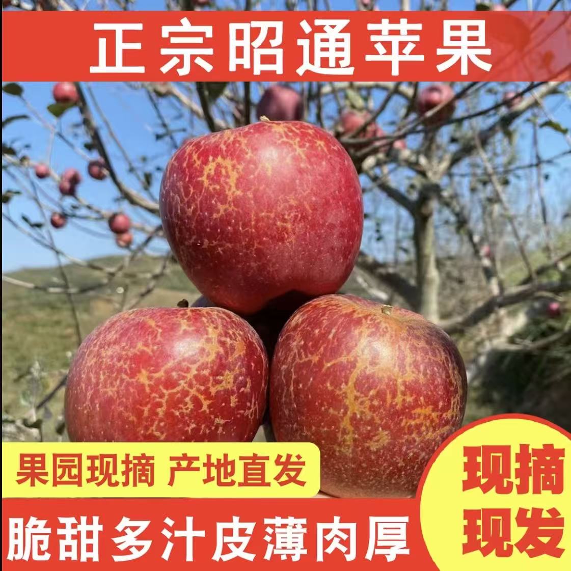 【正宗昭通冰糖心苹果】丑苹果好吃新鲜脆甜水果苹果基地直发