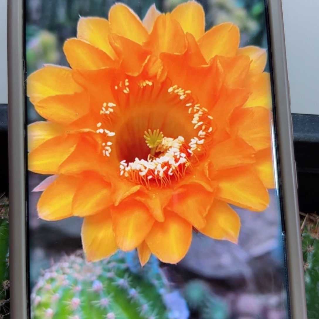 下47彩草皇冠歪侧芽4公分左右20包邮