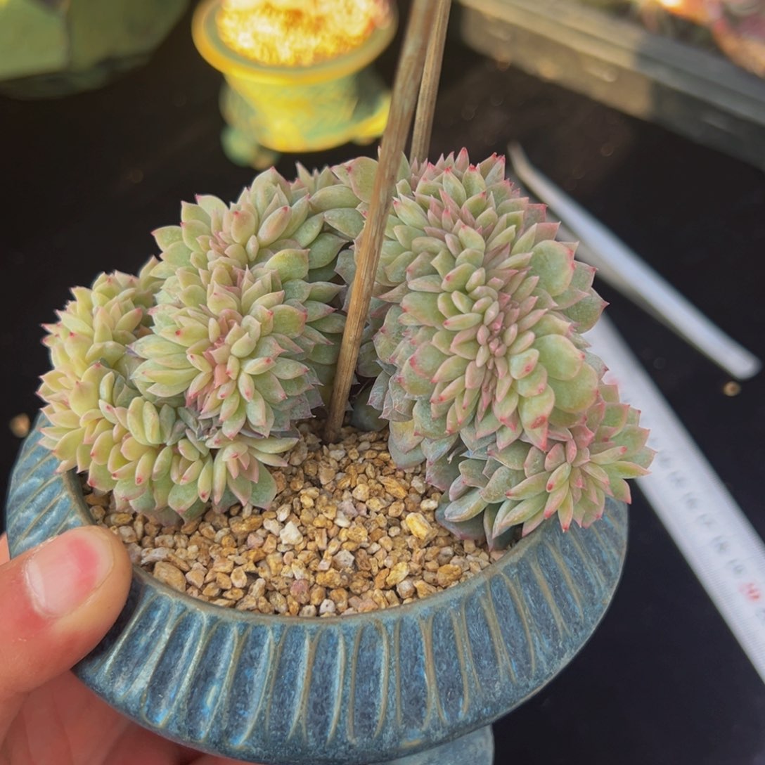 新年快乐 新年快乐