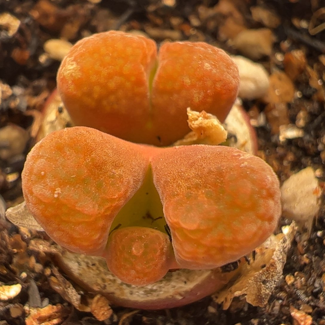 红蛋糕带盆多肉植物