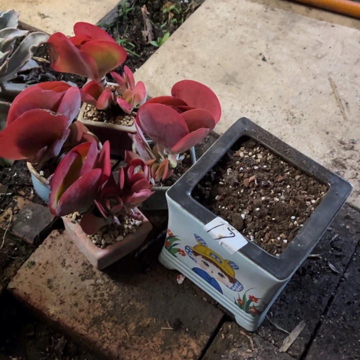 唐印带盆不包物流