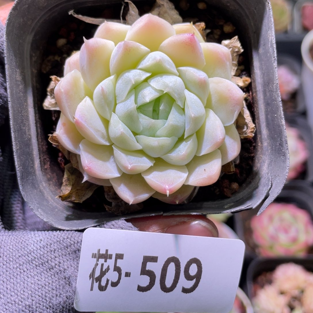 花利美5-509白月影