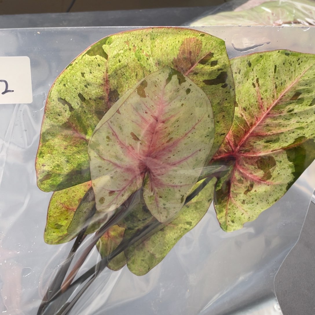 无花朵Q102达摩袋装