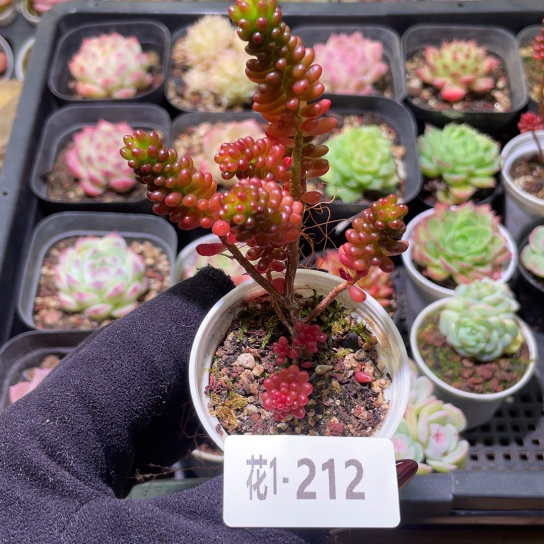 花利美1-212红色浆果