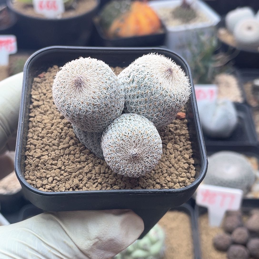 三头月世界仙人球多肉