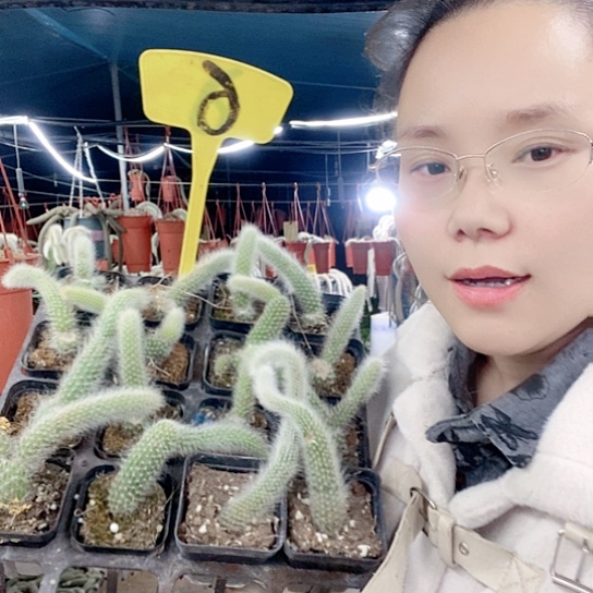 6带盆发货无售后