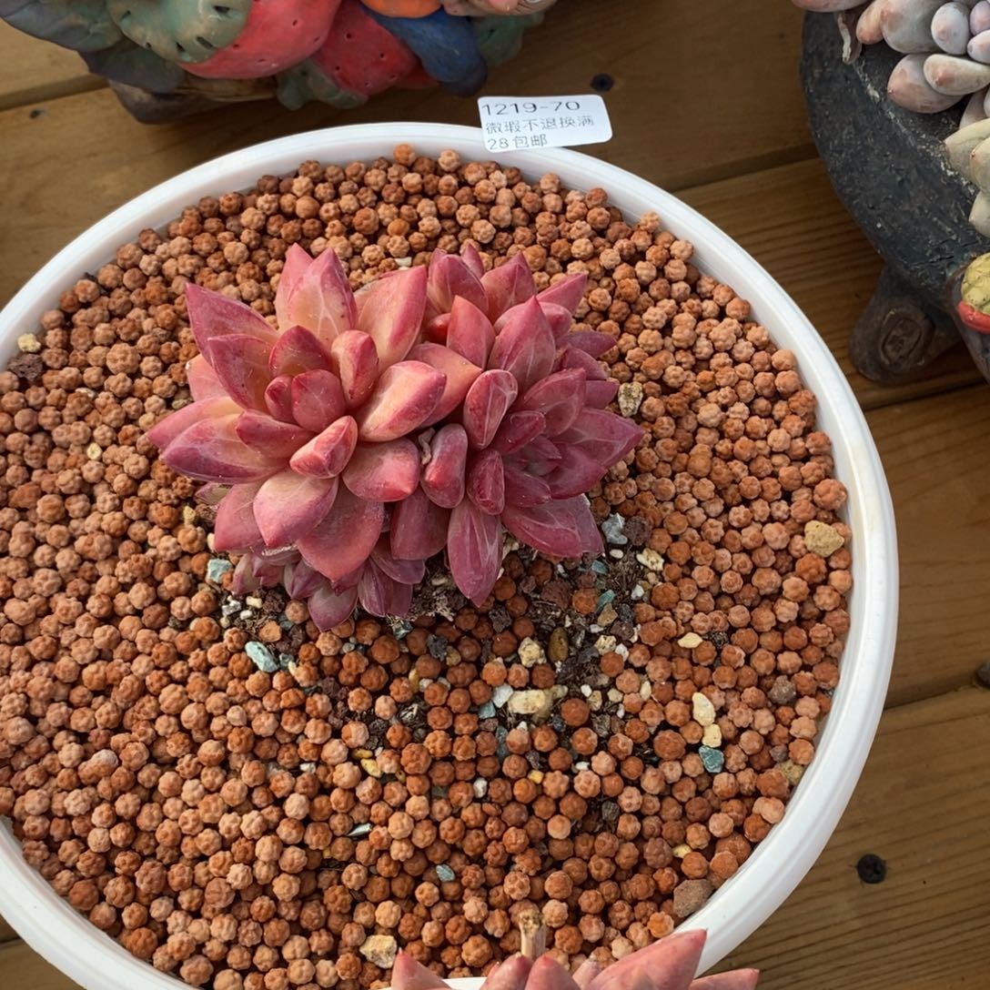 两***熊70号多肉群小可爱