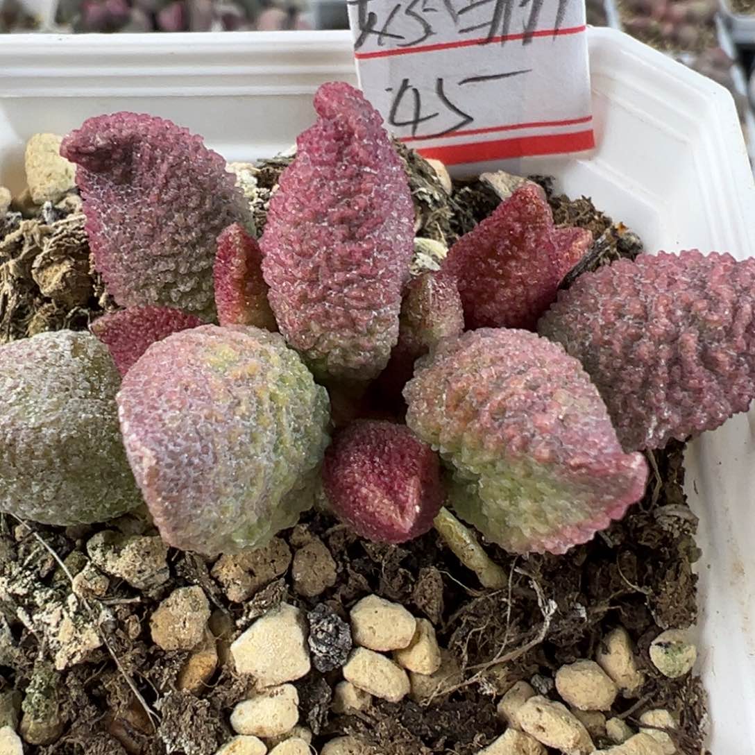 奶油猪肝多头纯木质桩多肉植物