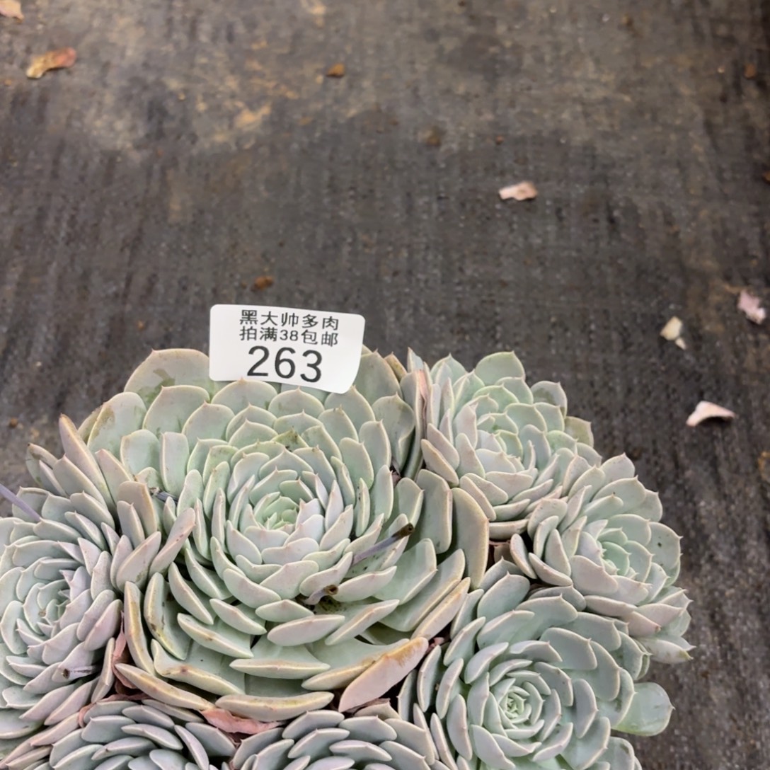 冰***水黑大帅多肉263天赐