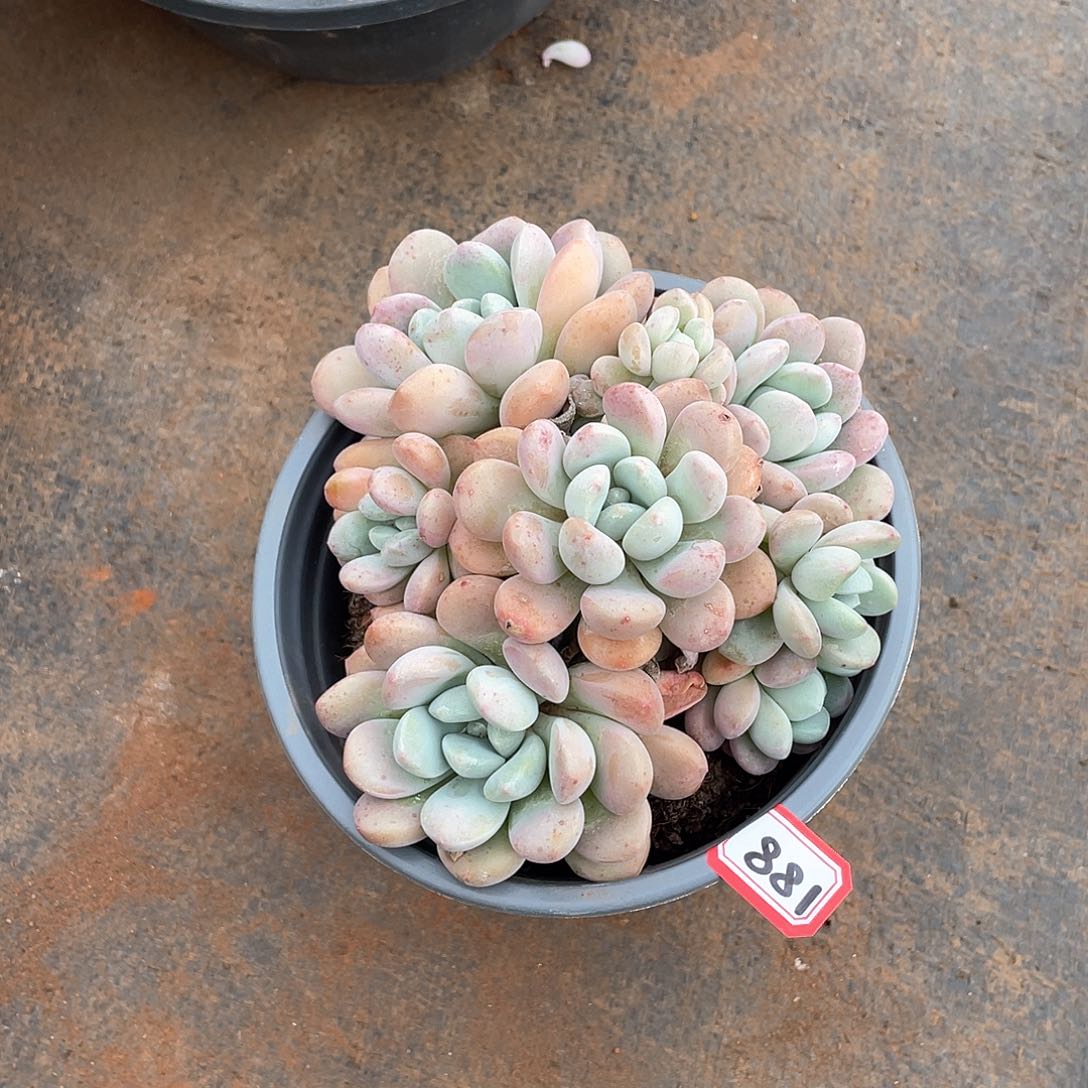 881白鹭 一物一拍多肉