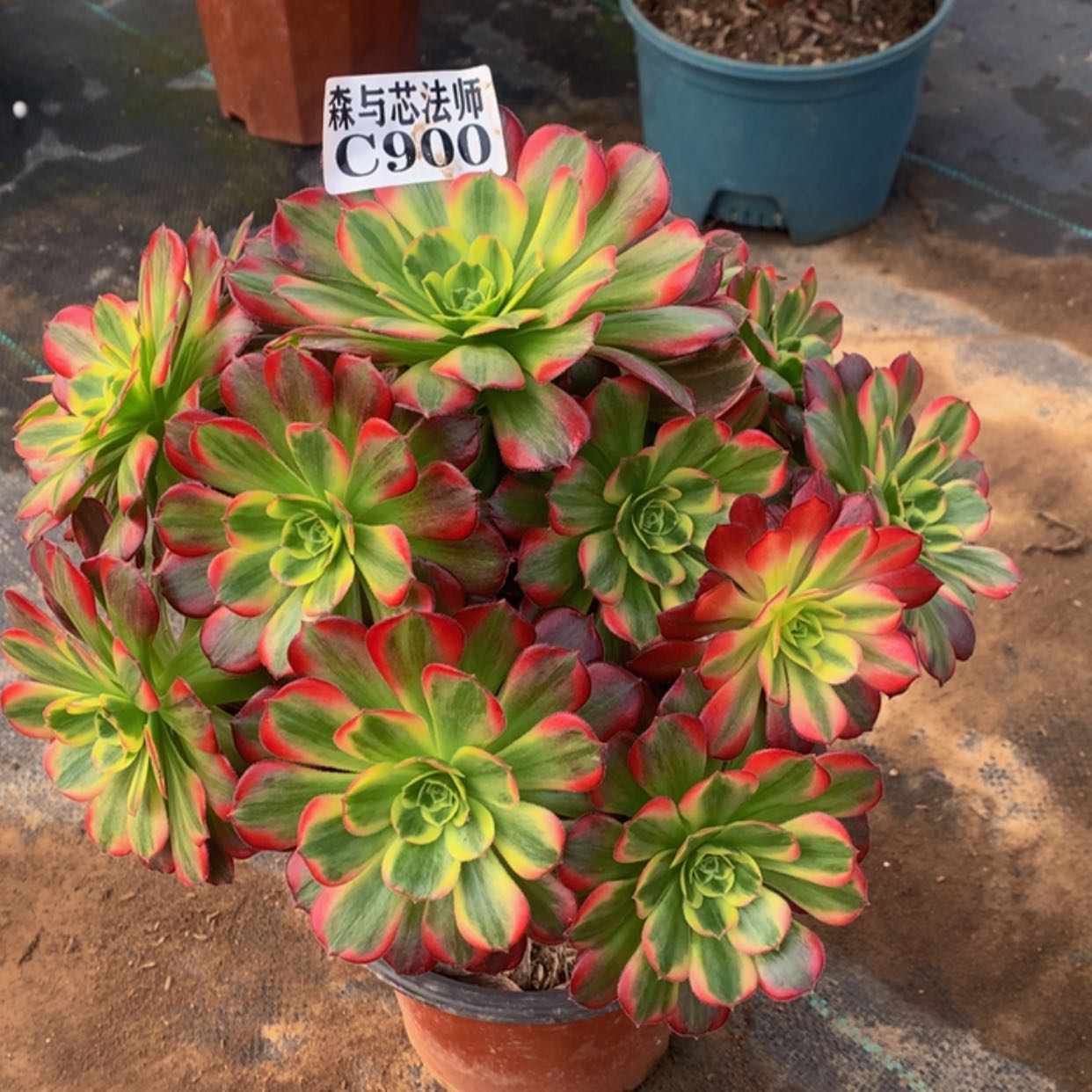 【闪购商品】900安娜