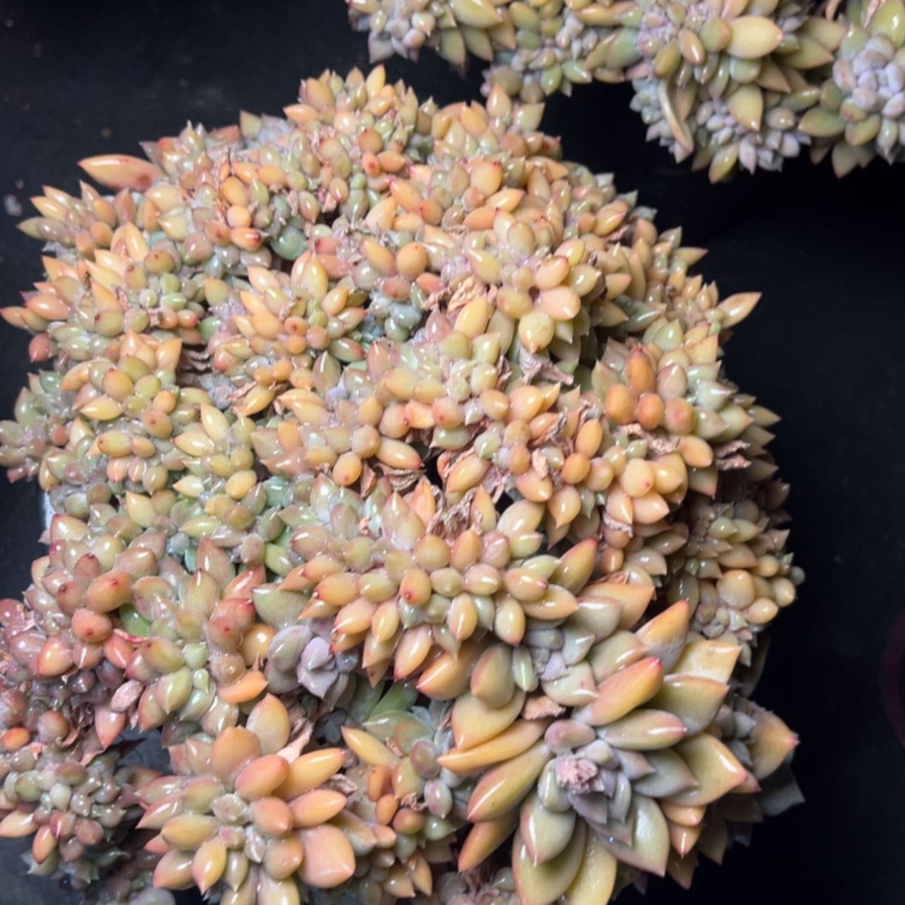 【闪购商品】白雪公主缀多肉39.8