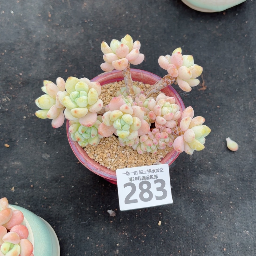 樱花罗绮老桩无盆土发货