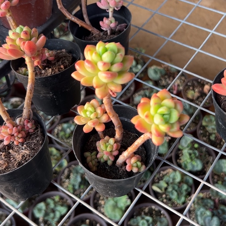 新疆包邮 香格里拉