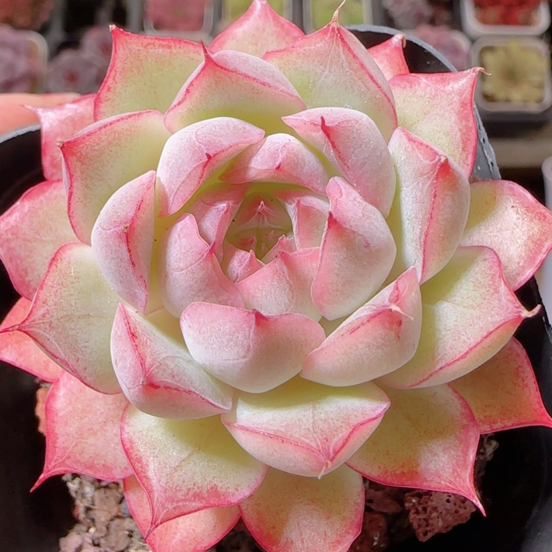 花语多肉1206-115女王