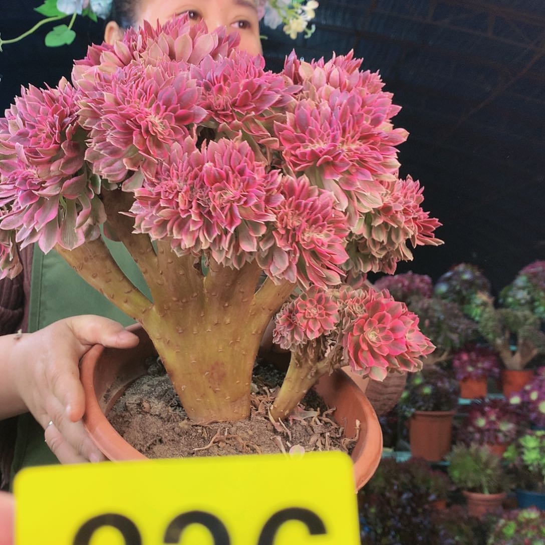 柒哥多肉精品不包断侧枝226