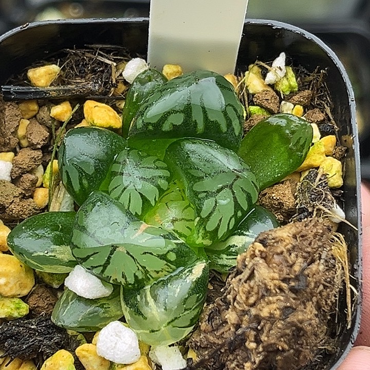 105大窗红太阳玉露锦