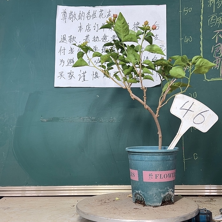 当前无花栽培后可以开花造型 绿叶五宝46