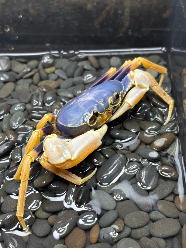 越南安南内溪蟹 ，直播间可一物一拍、私拍随机发货