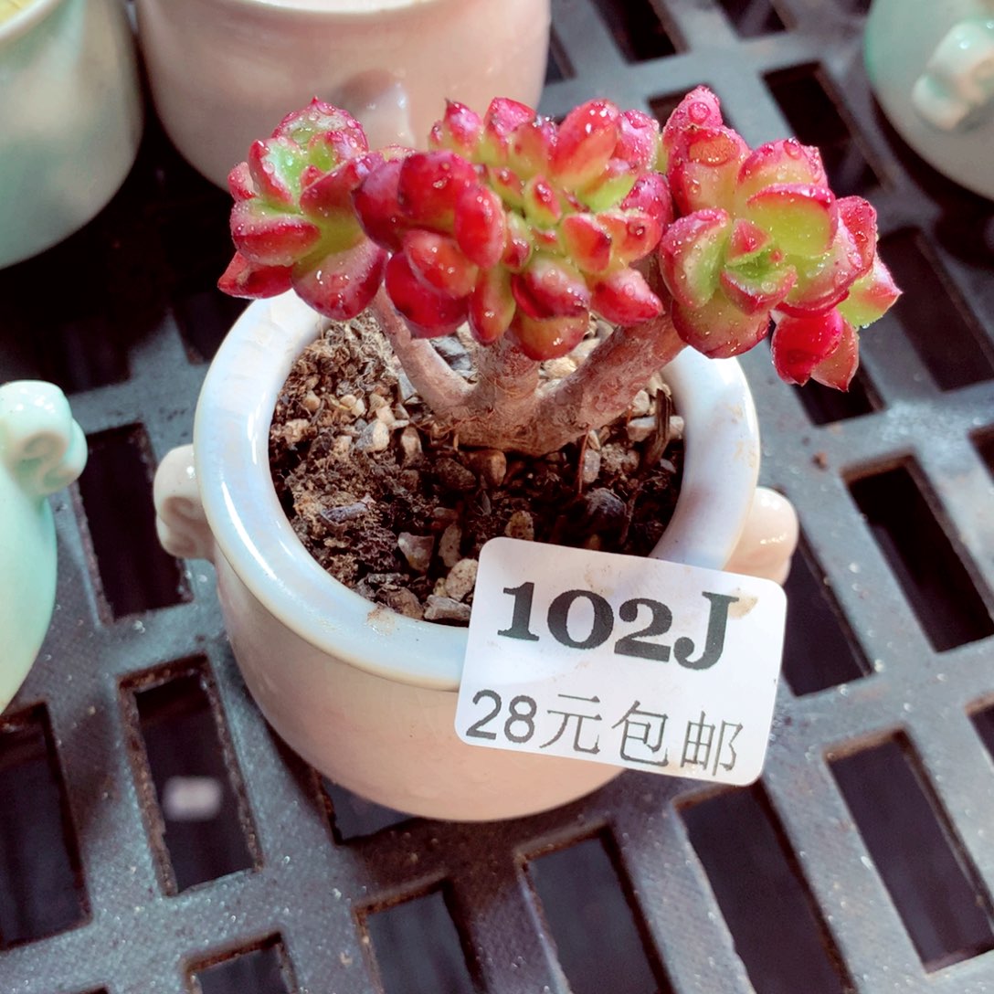 5厘米盆精控多肉102