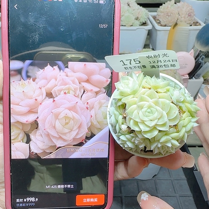 1224-175m1-425麦杆