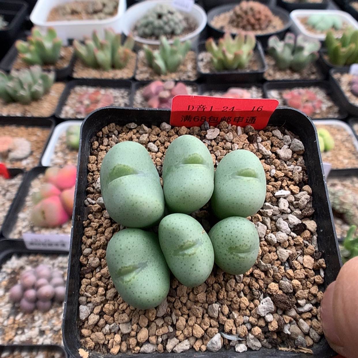 【闪购商品】1-24-16 富士衣一群 