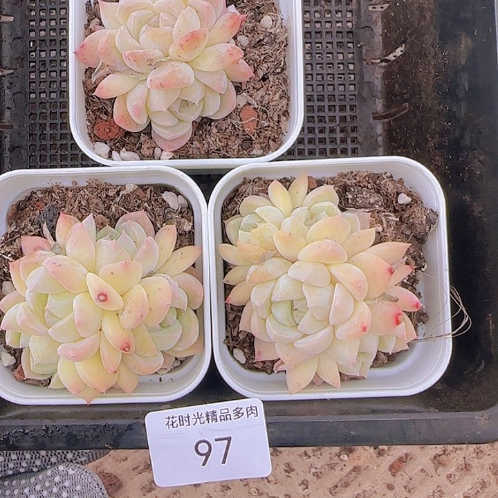 花时光精品多肉97