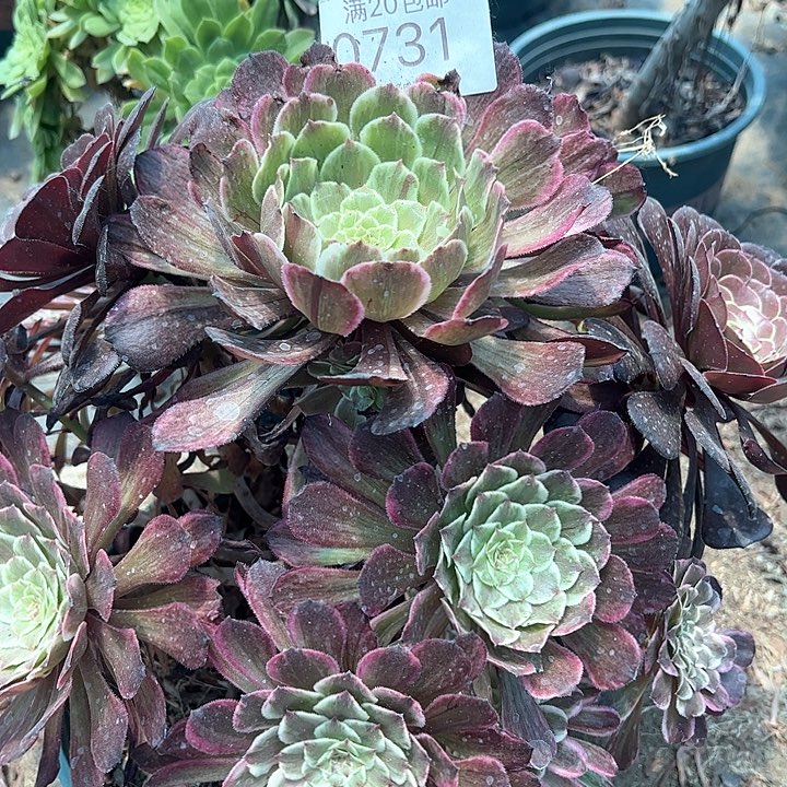 0731水墨画多肉植物