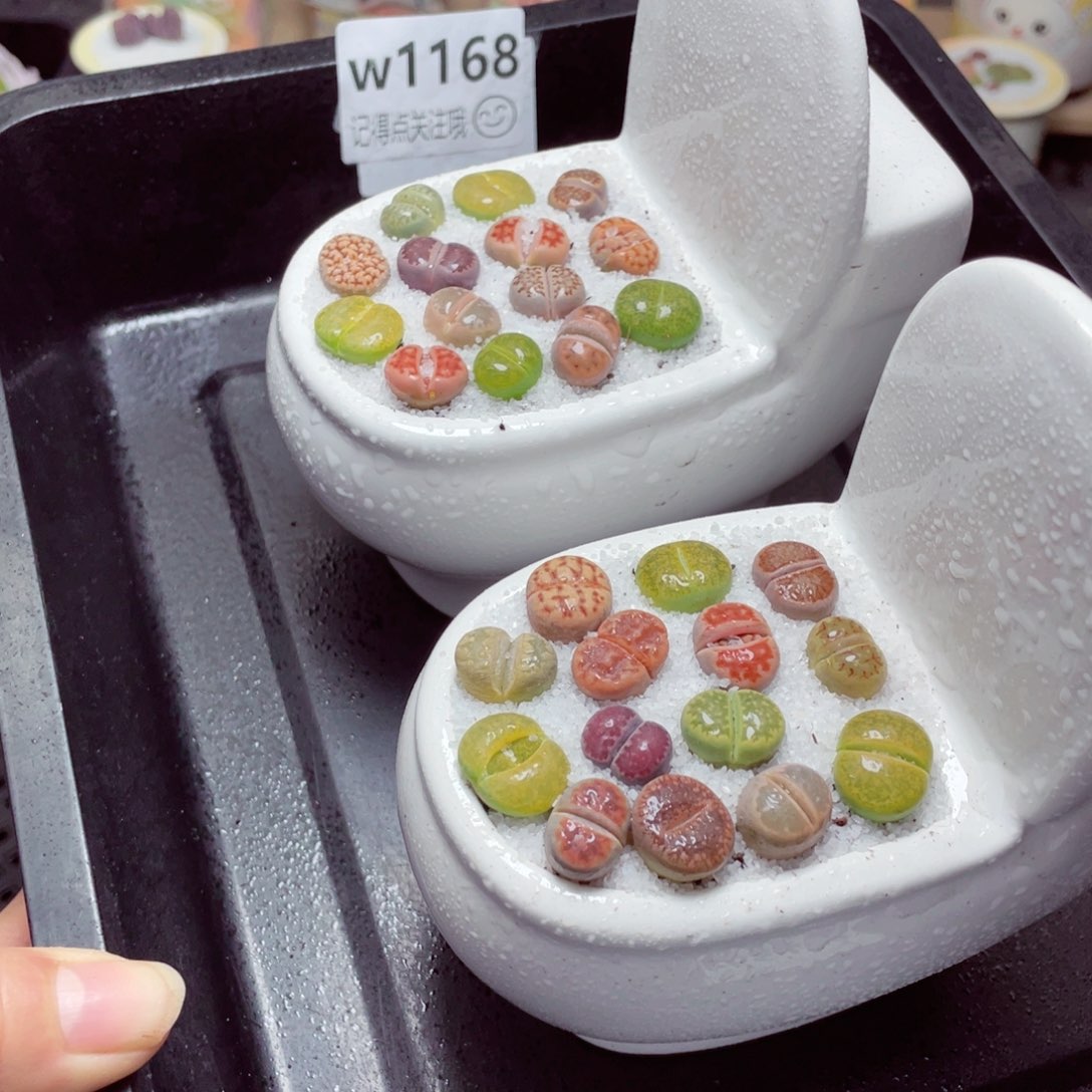 w1168马桶杯 一份一盆量拍