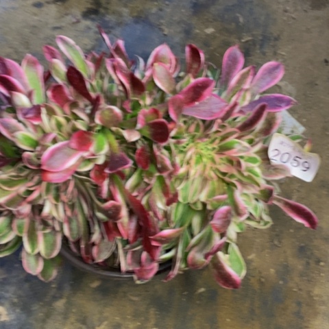 红女巫多肉植物2059