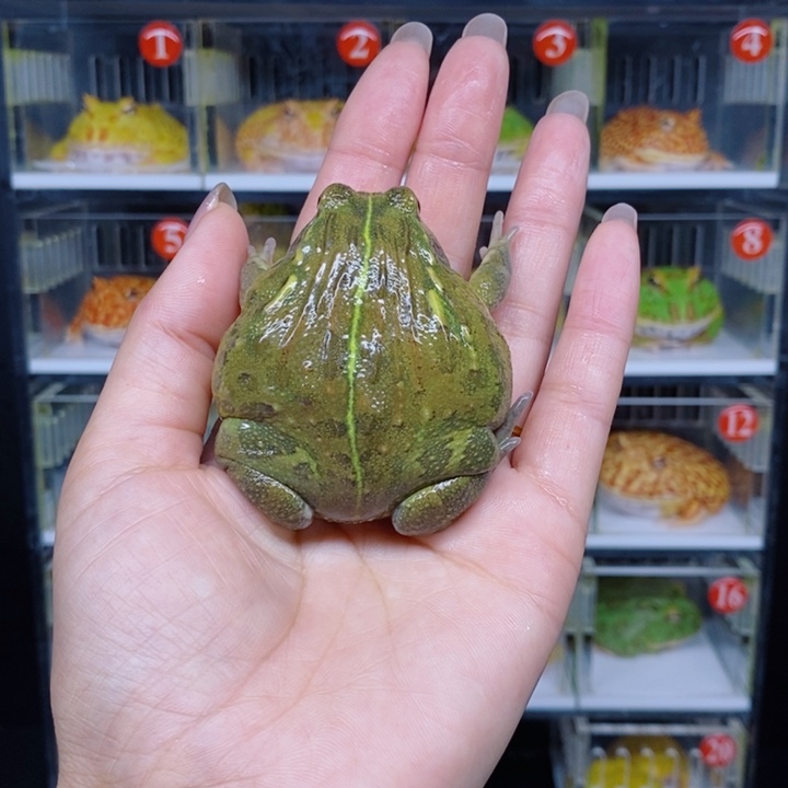 角蛙恭喜发财大吉大利