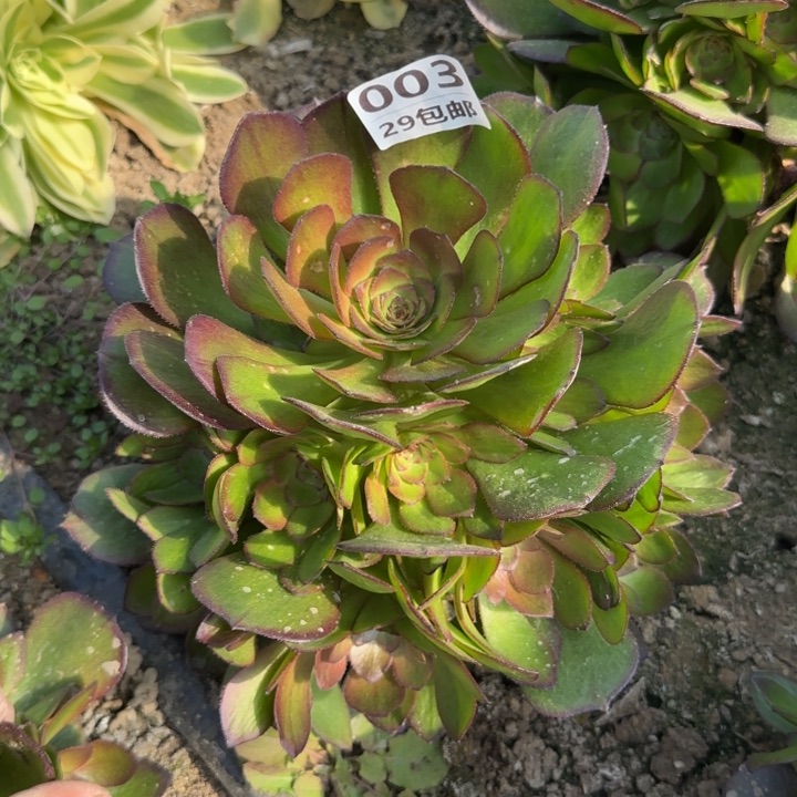 万圣节变异……多肉植物……