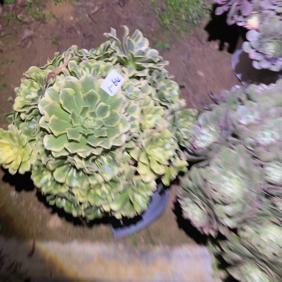 1-1-64绿豆沙法师锦