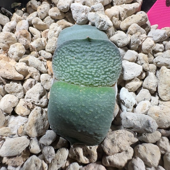 雅典娜侧芽无锦苗