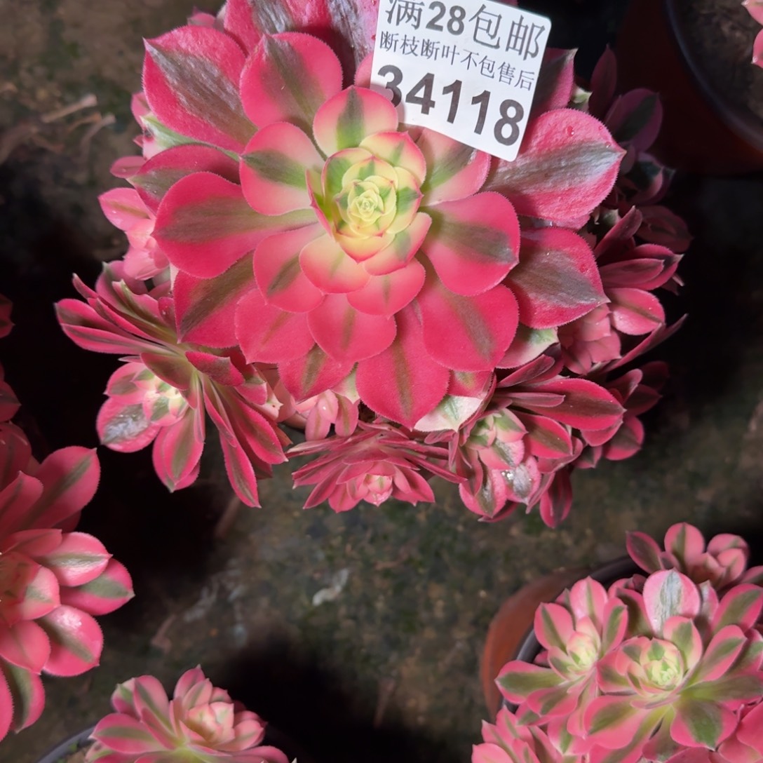 34118女巫多肉植物