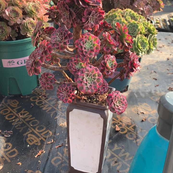 雪***使1153铜花顺多肉植物特价