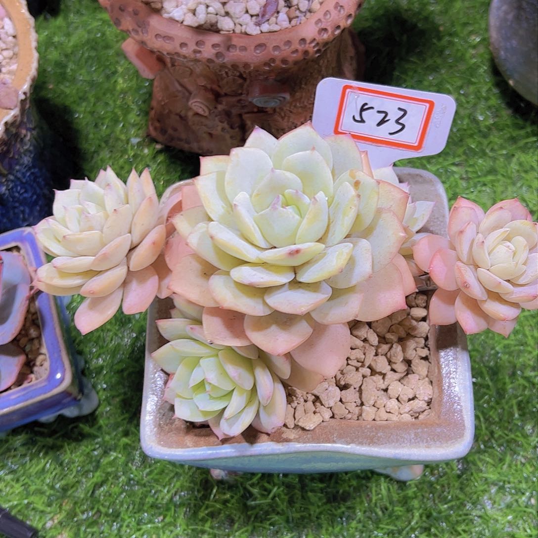 秘*523老桩恋曲28元元