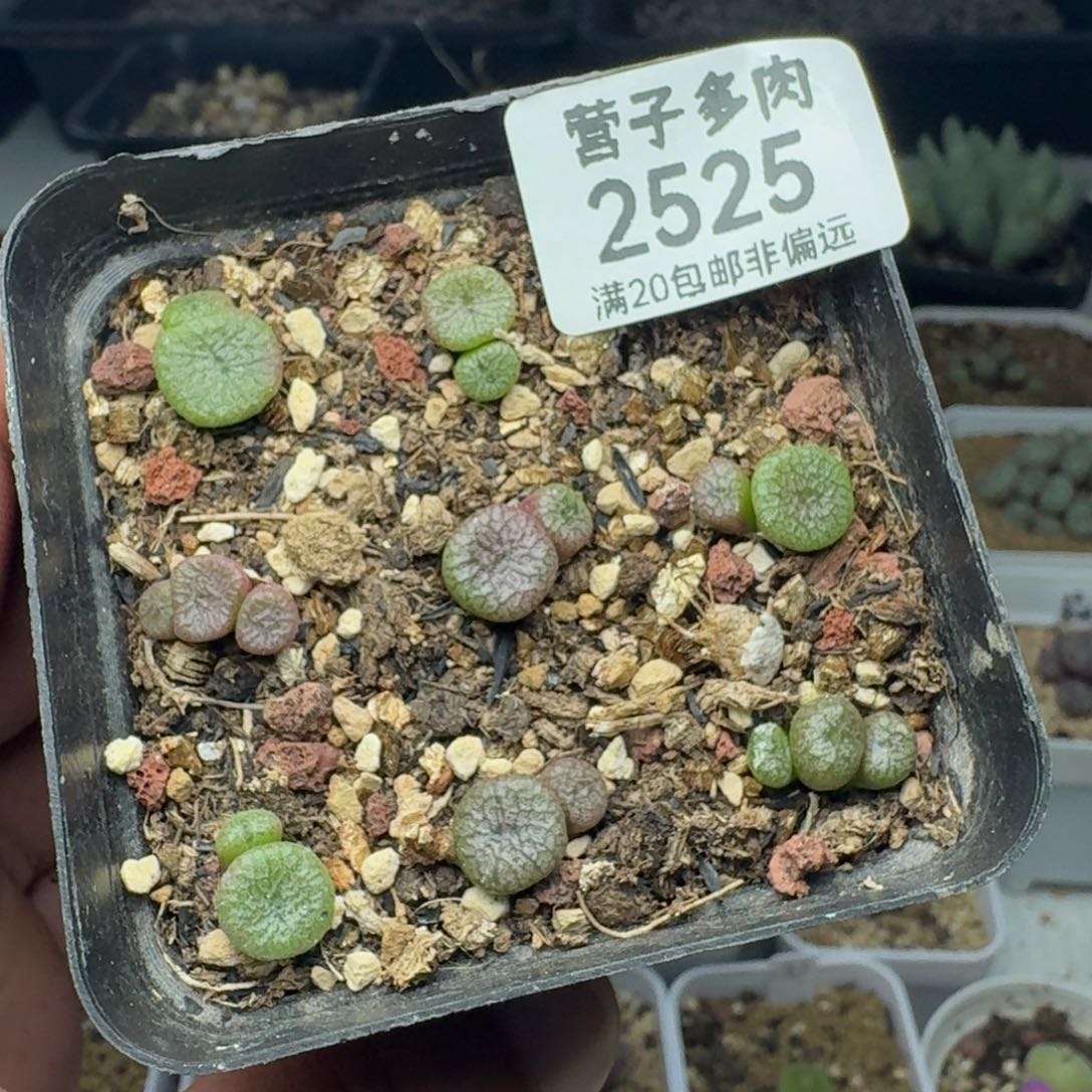 蜜枣铜壶带盆土。         