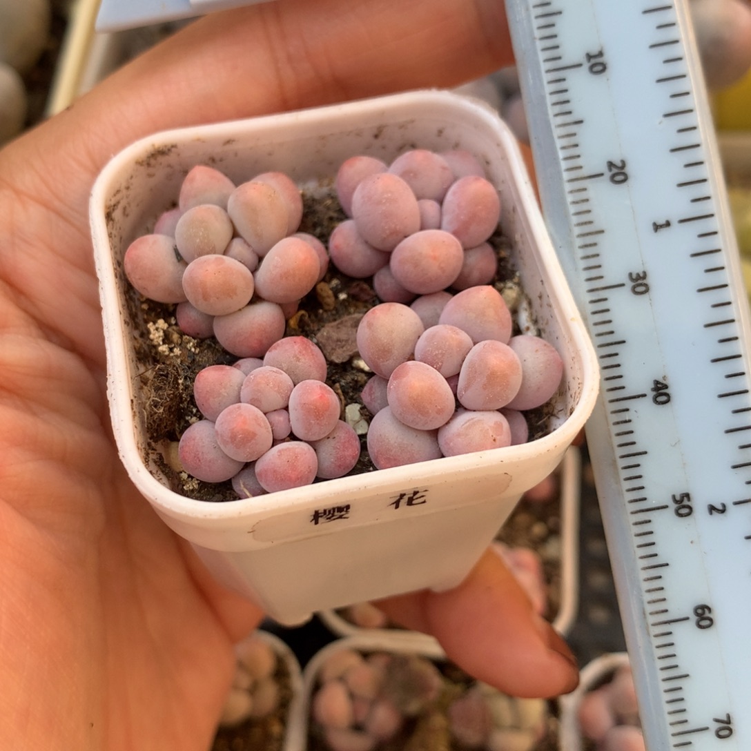 泡***炮樱花奶 小书肉奶酪多肉 