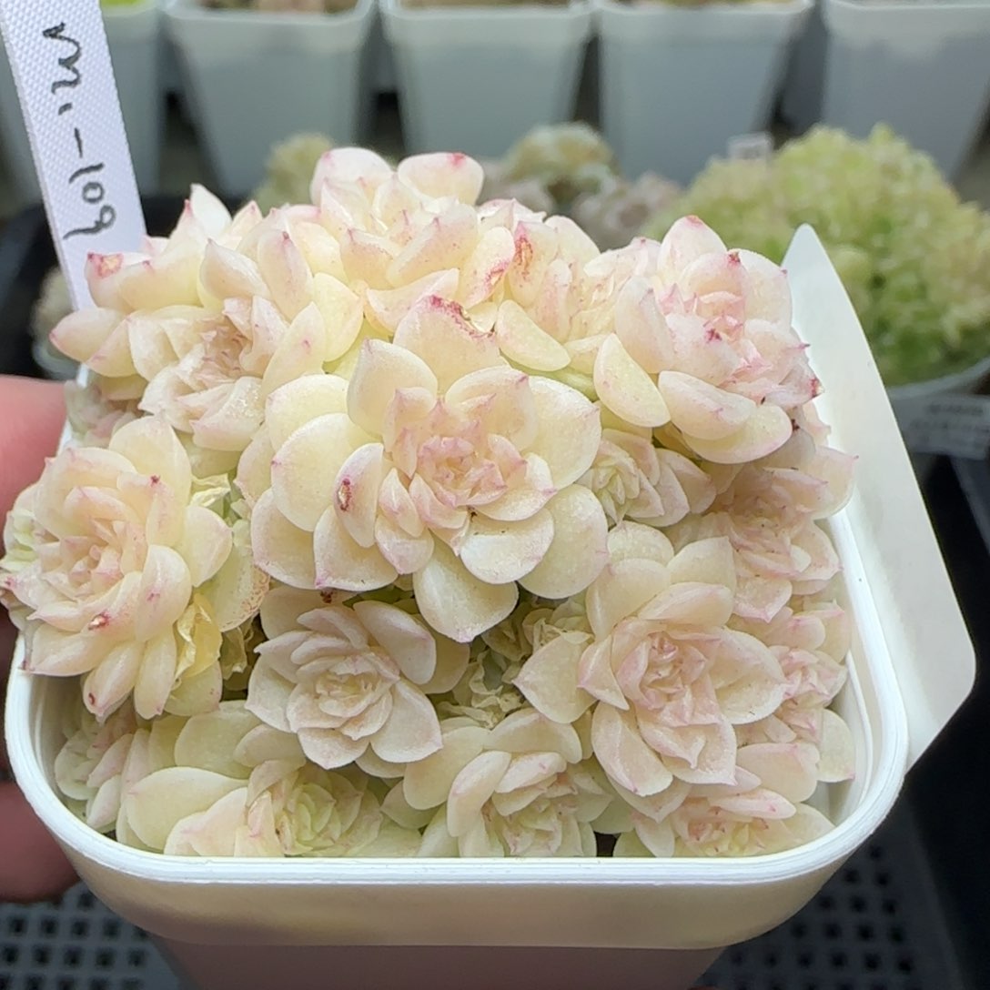 0216-206（M1-109）