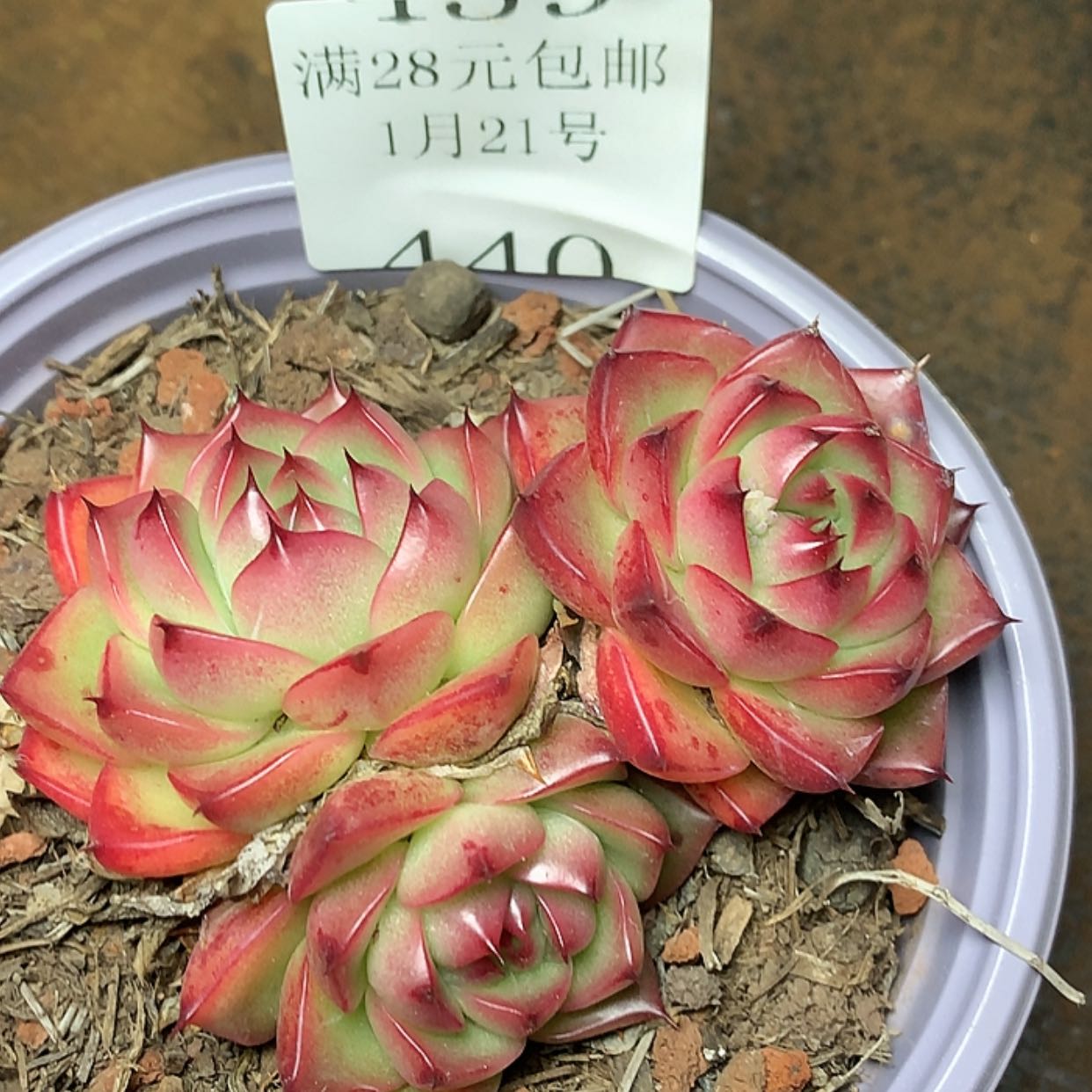 【闪购商品】云440