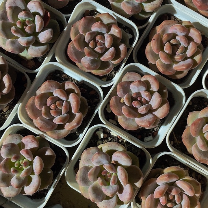 爱丽儿带盆土发货